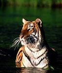 pic for Tiger 3